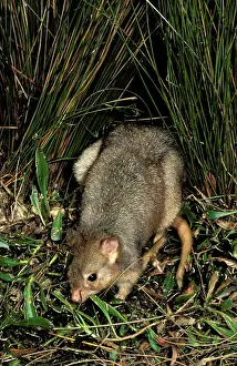 Bettong: Burrowing bettong (Boodie, LesueurIs rat-kangaroo)