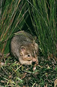 Bettong: Burrowing bettong (Boodie, LesueurIs rat-kangaroo)