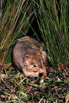 Bettong: Burrowing Bettong / Boodie / Lesueur's Rat Kangaroo