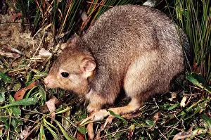 Bettong: Burrowing Bettong / Boodie / Lesueur's Rat Kangaroo