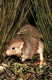 Bettong: Burrowing Bettong / Boodie / Lesueur's Rat Kangaroo
