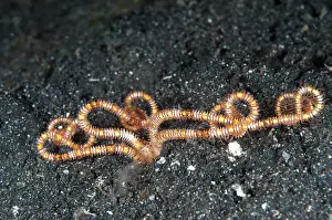 Hairball: Burrowing Brittle Star during night dive