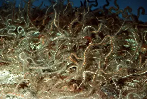 Gravel: BURROWING BRITTLE STAR / Starfish - on Sand / Gravel botttom