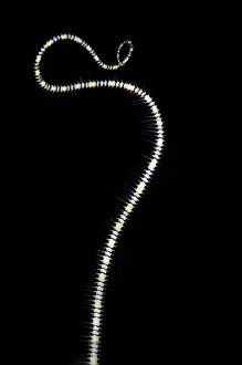 Straits: Burrowing Brittle Star tentacle