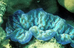 Auscape - Named Photographers: Burrowing CLAM