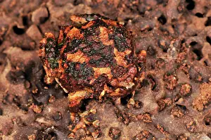 Scaphiophryne: Burrowing Frog