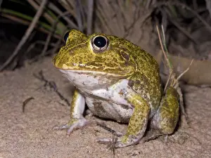 Cyclorana: Burrowing frog