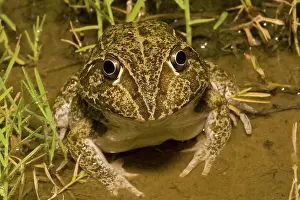 Novaehollandiae: Burrowing frog