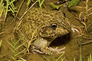 Novaehollandiae: Burrowing frog