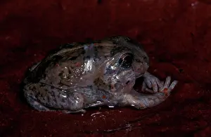 Aestivating: A burrowing frog - removing 'cocoonI after aestivation