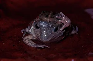 Aestivating: A burrowing frog - removing 'cocoonI after astivation
