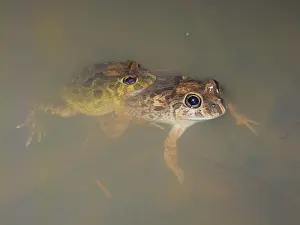 Ornatus: Burrowing Frogs in amplexus