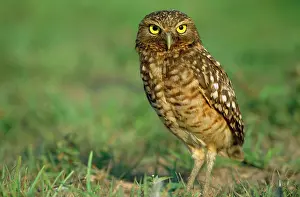 Speotyto: Burrowing Owl