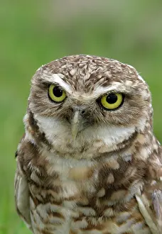 Speotyto: Burrowing Owl