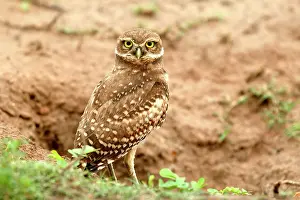 Speotyto: Burrowing Owl