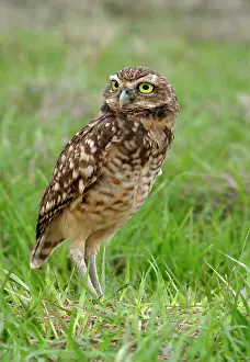 Speotyto: Burrowing Owl