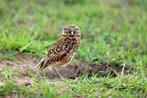 Speotyto: Burrowing Owl