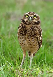 Speotyto: Burrowing Owl