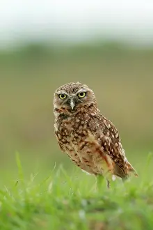 Speotyto: Burrowing Owl