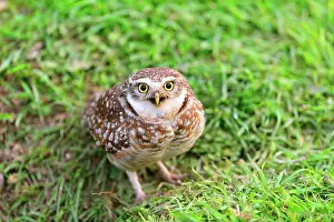 Speotyto: Burrowing Owl