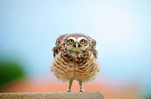 Speotyto: Burrowing Owl
