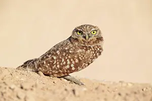 Cunicularia: Burrowing Owl
