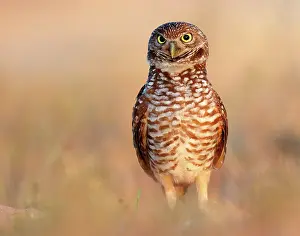 Cunicularia: Burrowing Owl