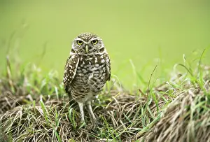 Cunicularia: Burrowing Owl