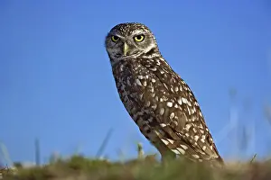 Cunicularia: Burrowing Owl