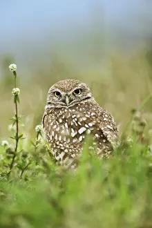 Cunicularia: Burrowing Owl