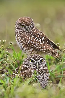 Cunicularia: Burrowing Owl