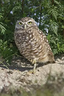 Cunicularia: Burrowing Owl