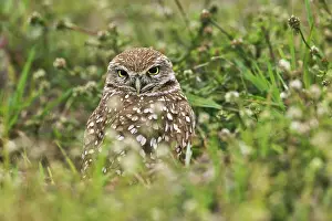 Cunicularia: Burrowing Owl