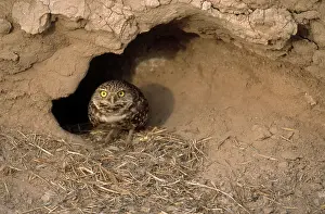 Cunicularia: Burrowing Owl