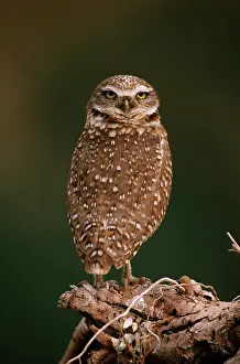 Backwards: Burrowing Owl