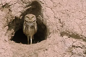 Cunicularia: Burrowing Owl