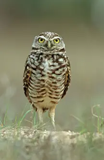 Floridian: Burrowing Owl