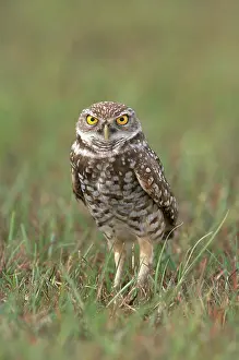 Cunicularia: Burrowing Owl