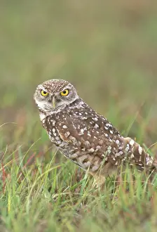 Cunicularia: Burrowing Owl