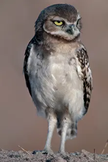 Cunicularia: Burrowing Owl
