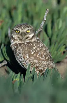 Floridian: Burrowing Owl