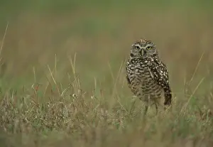 Cunicularia: Burrowing Owl