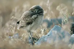 Cunicularia: Burrowing Owl