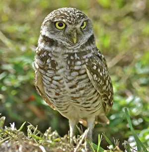 Cunicularia: Burrowing Owl