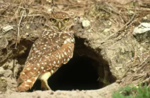 Cunicularia: Burrowing Owl
