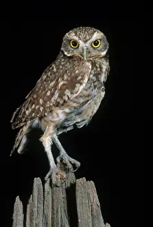 Sonora: Burrowing Owl
