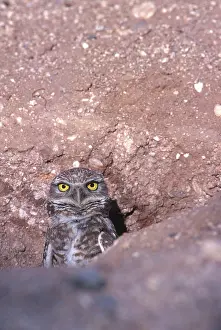 Sonora: Burrowing Owl