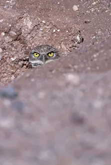 Sonora: Burrowing Owl