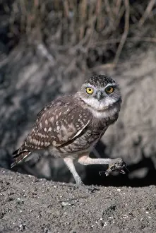 Talons: Burrowing Owl