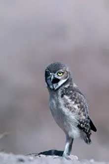 Owlet: Burrowing Owl